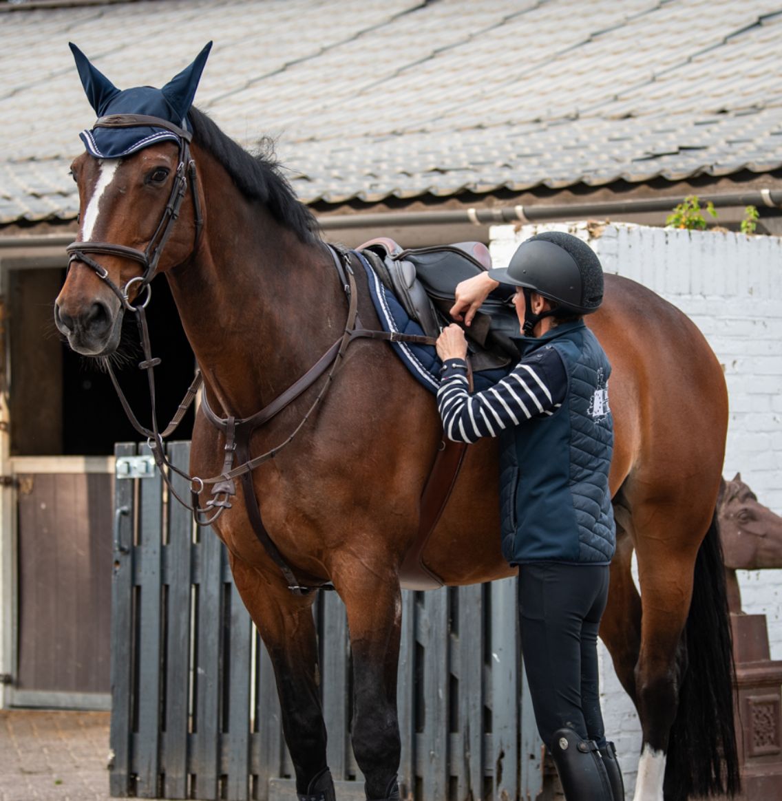 Stalions - Jumpinghorses