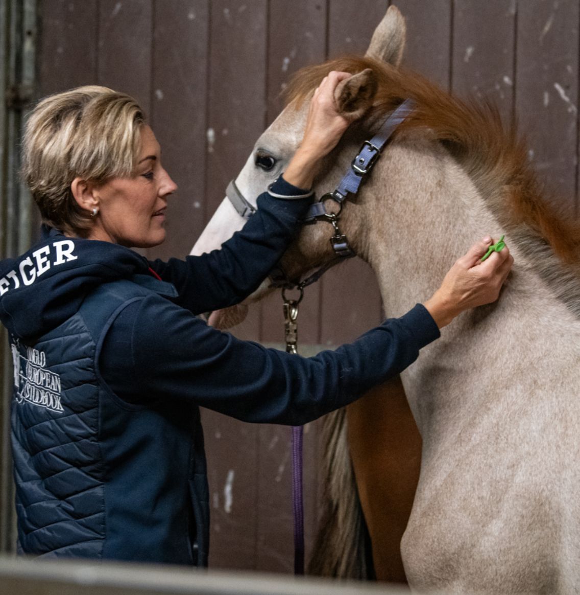 chippen - jumpinghorses